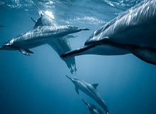 不热门但很关键：为什么“吃瓜爆料”总和虚假“官网”一起出现？愿你永远用不到这条经验。